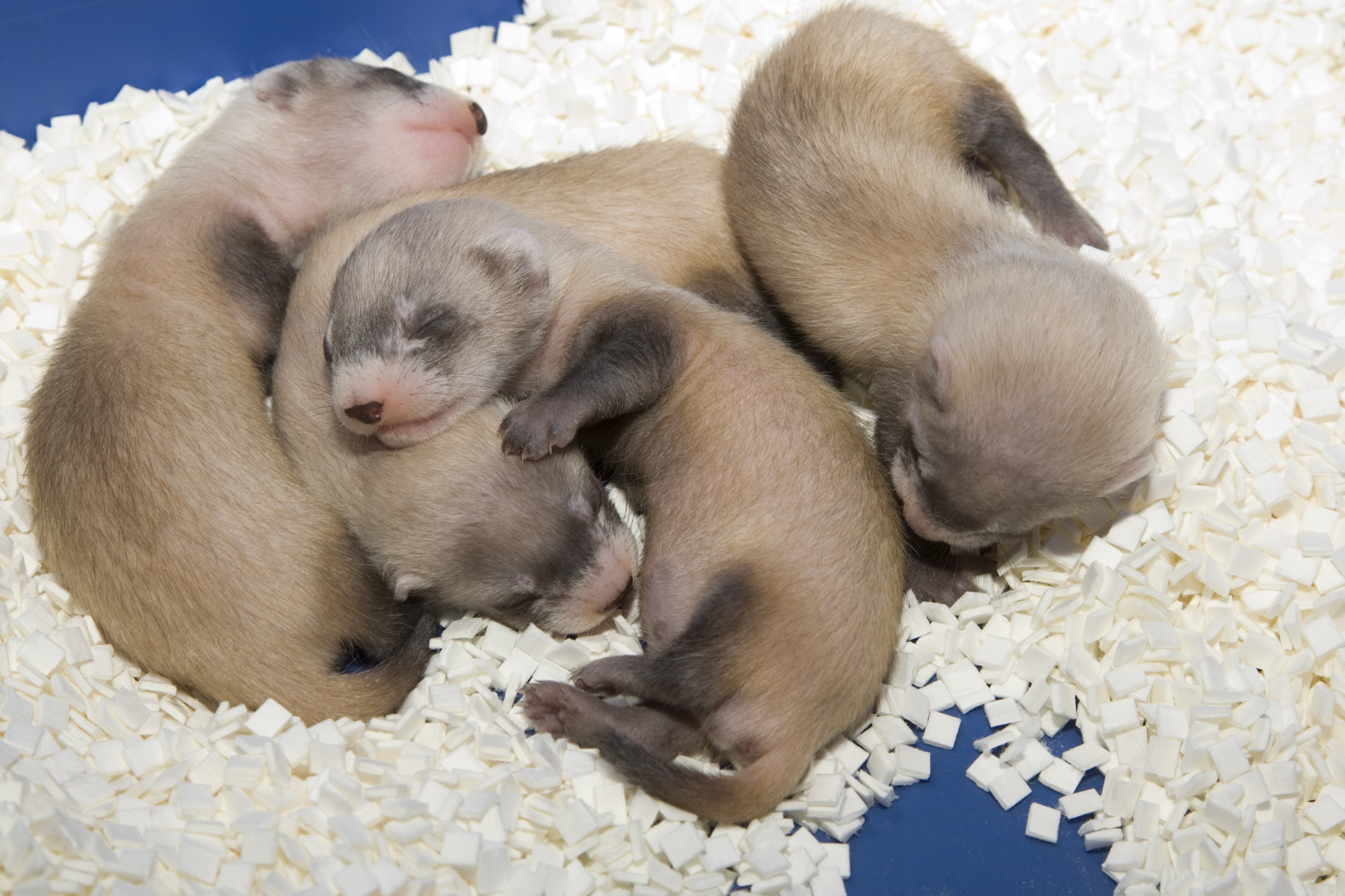 Black-footed ferret kits sleeping. 