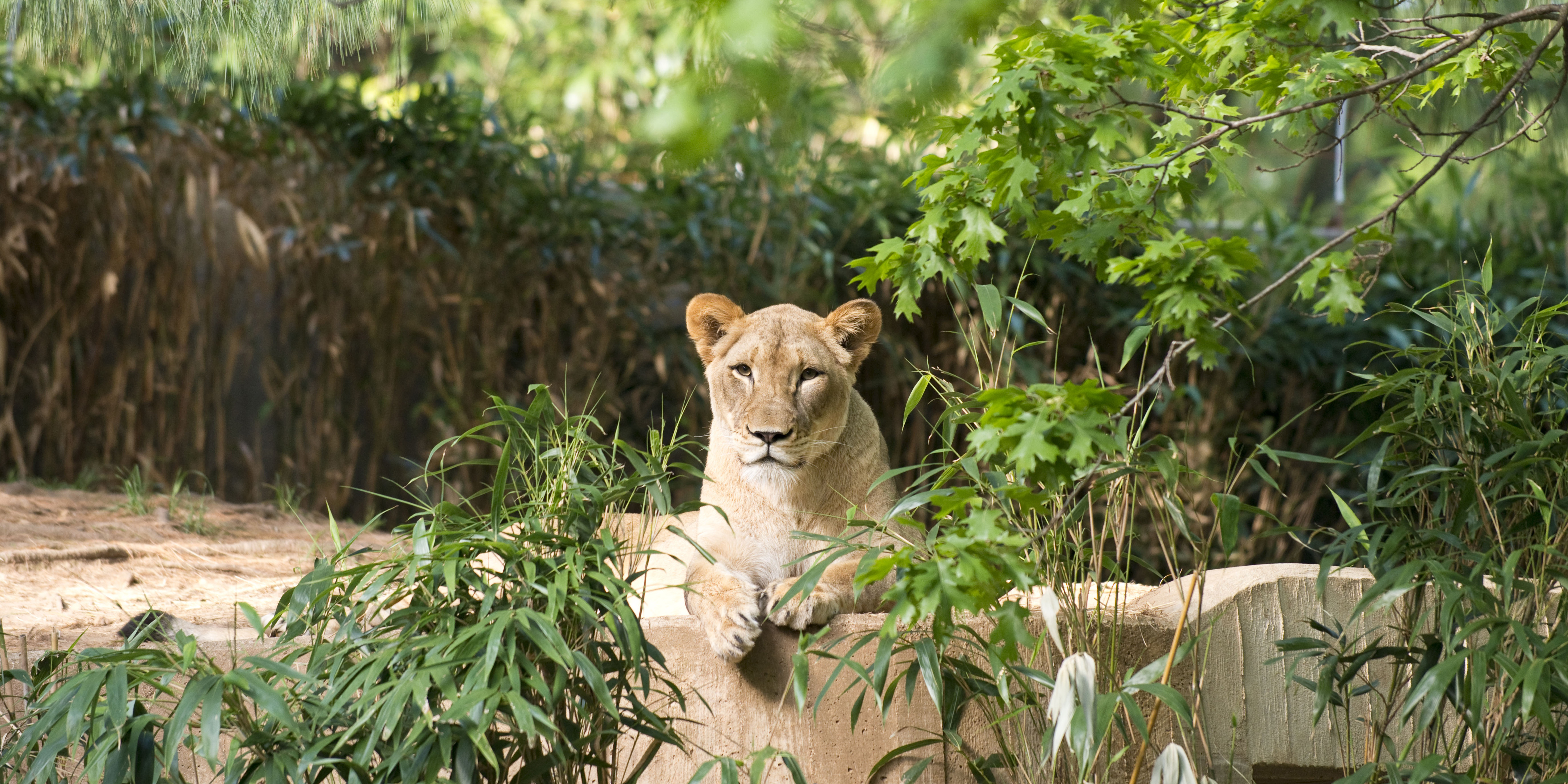 African lion female