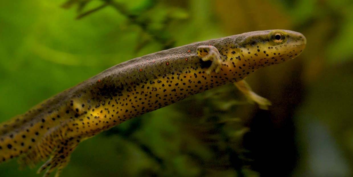 Eastern red-spotted newt at Amazonia