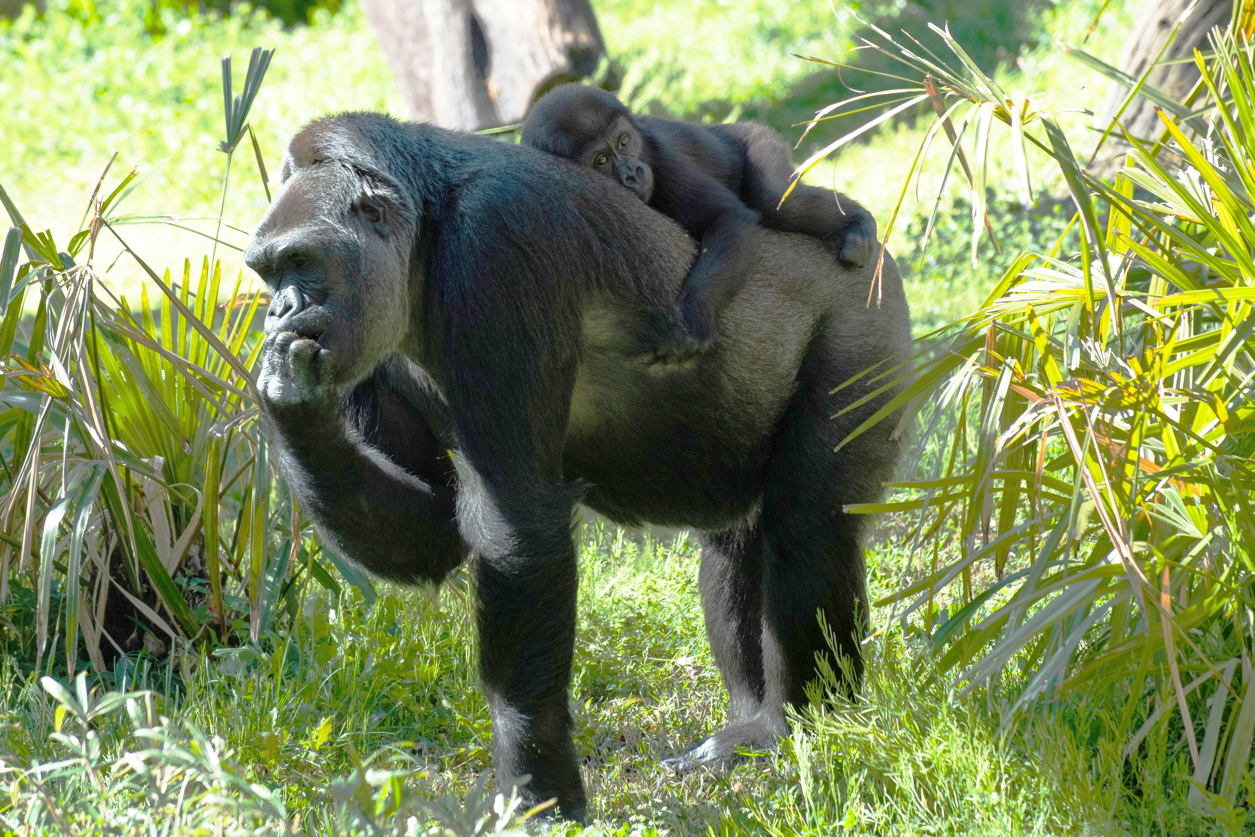 Gorillas Calaya and Moke at the Great Ape House outdoor yard. 