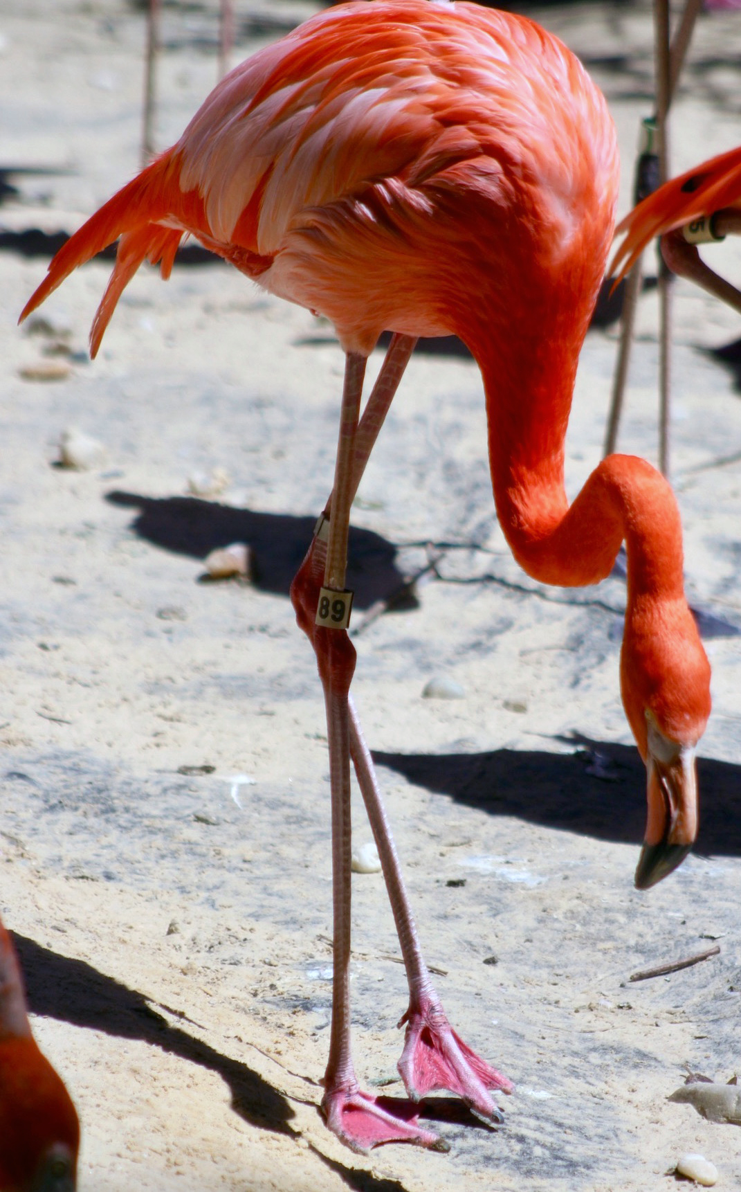 American flamingo Betty explores her habitat at the Bird House. 