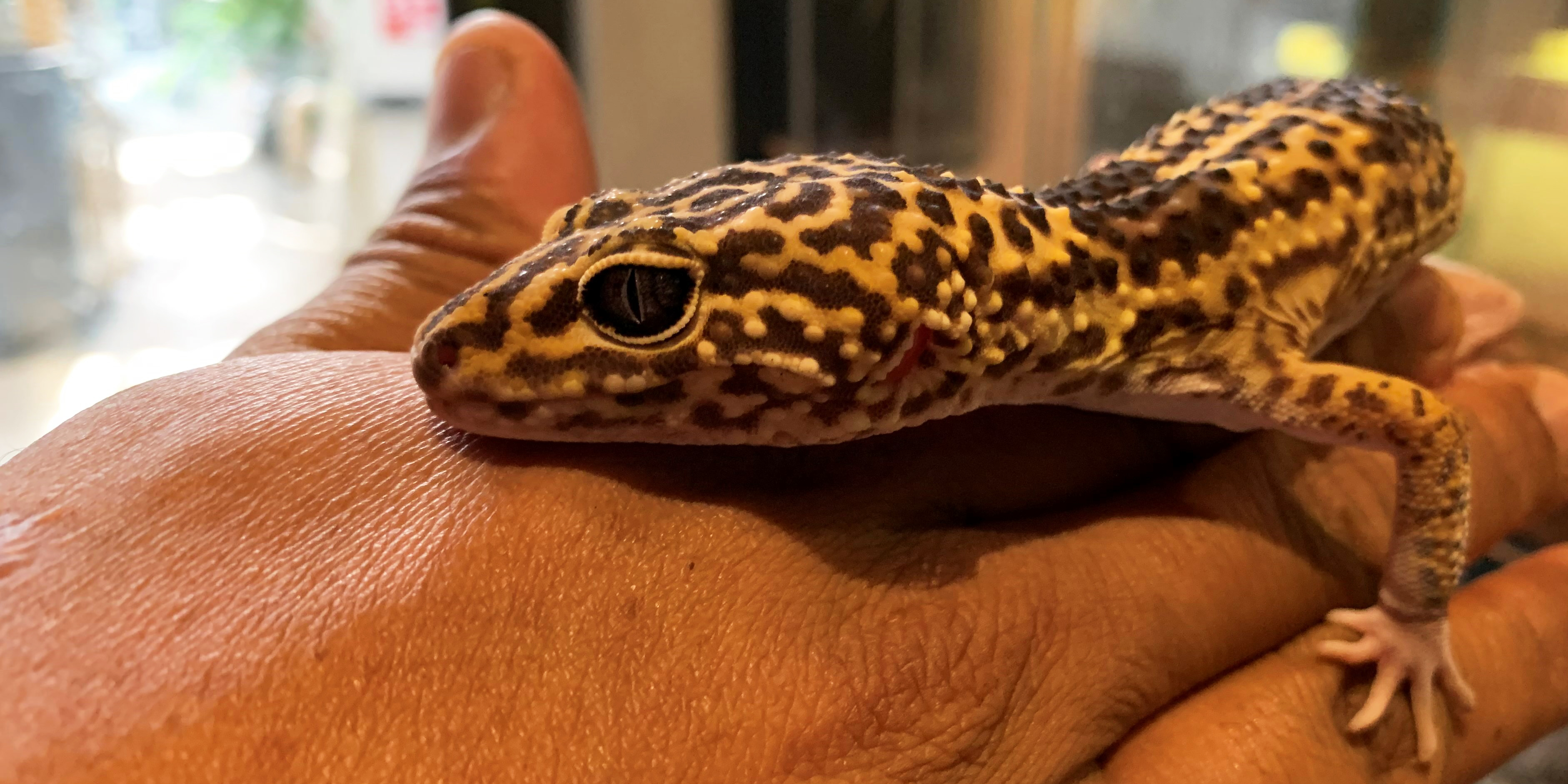 Iranian fat-tailed gecko