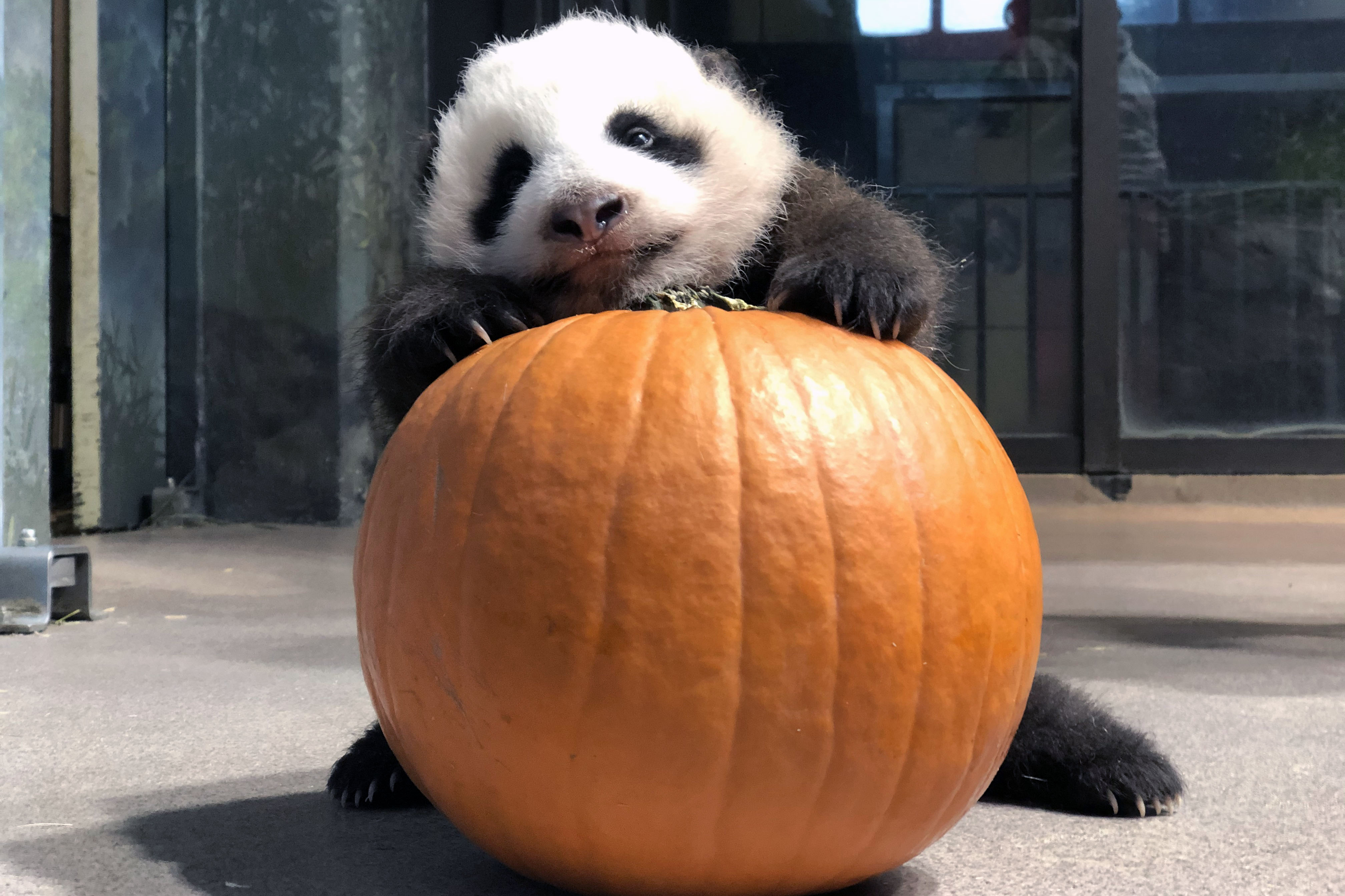 The Zoo's 10-week-old giant panda cub received a pumpkin as enrichment for Halloween. 