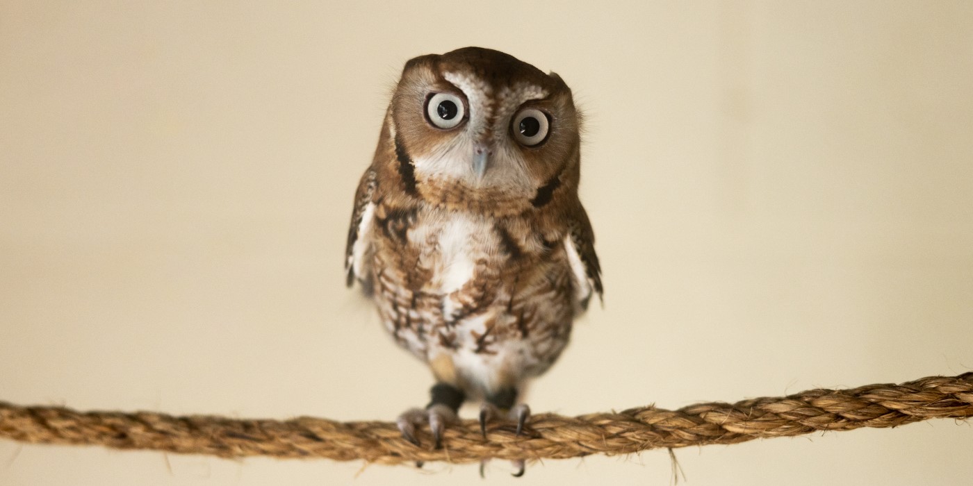 Male red-colored eastern screech owl, Canyon, perchs on a twine rope.