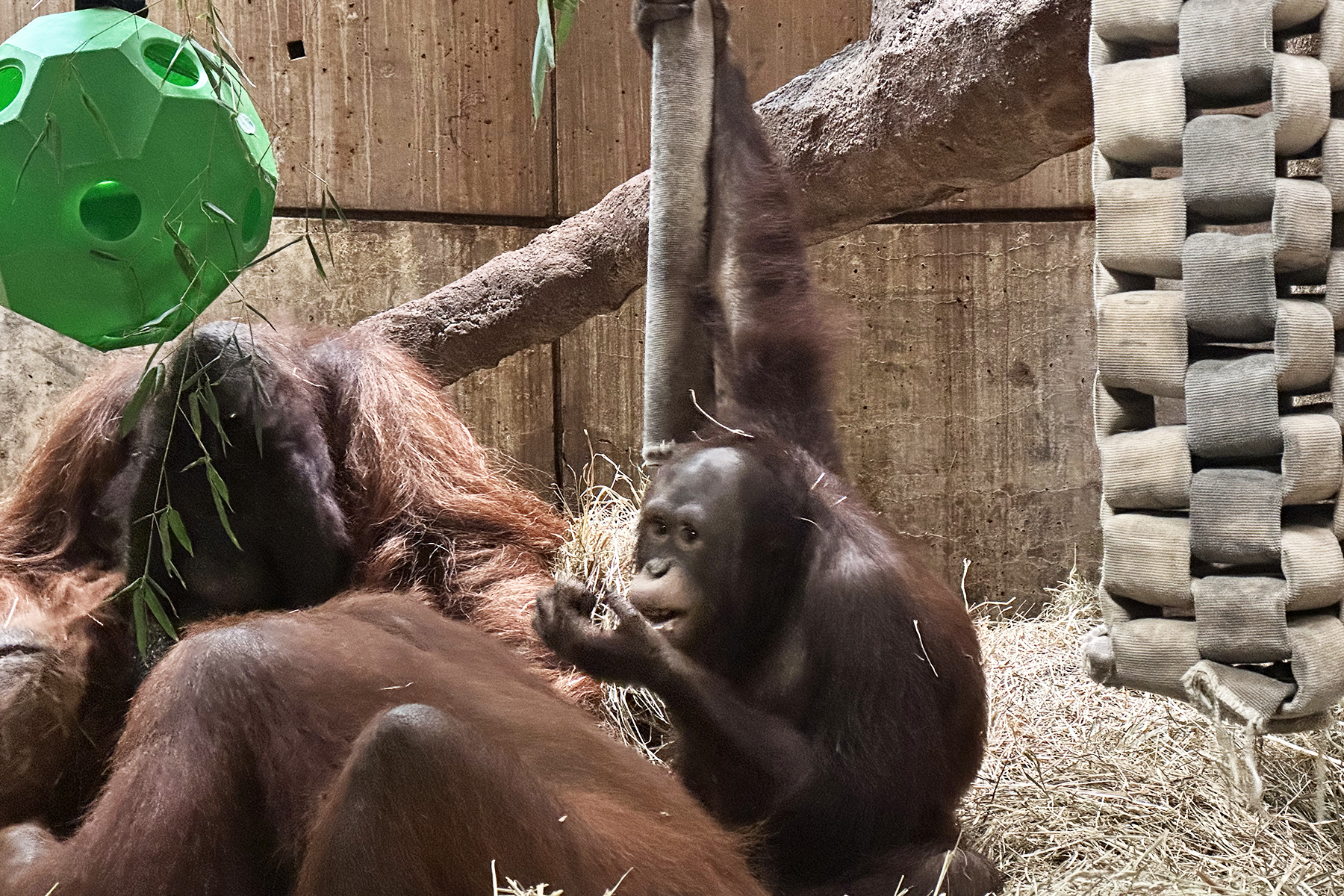 Orangutan Redd with two adult orangutans in the Great Ape House. 