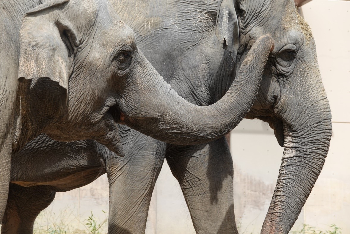 Asian elephants Bozie and Shanthi. One elephant uses her trunk to touch the other elephant's face.