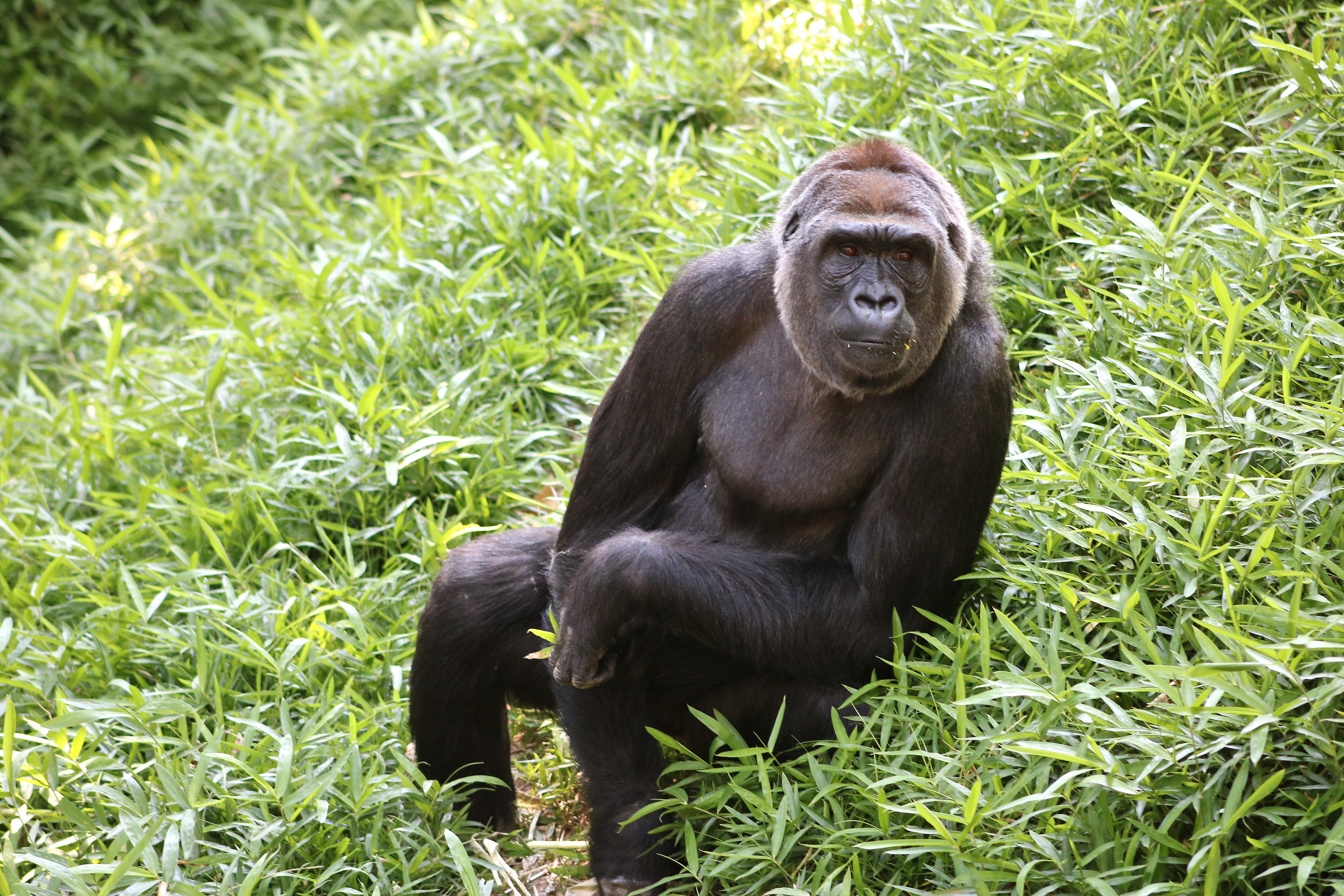 Western Lowland Gorilla Calaya