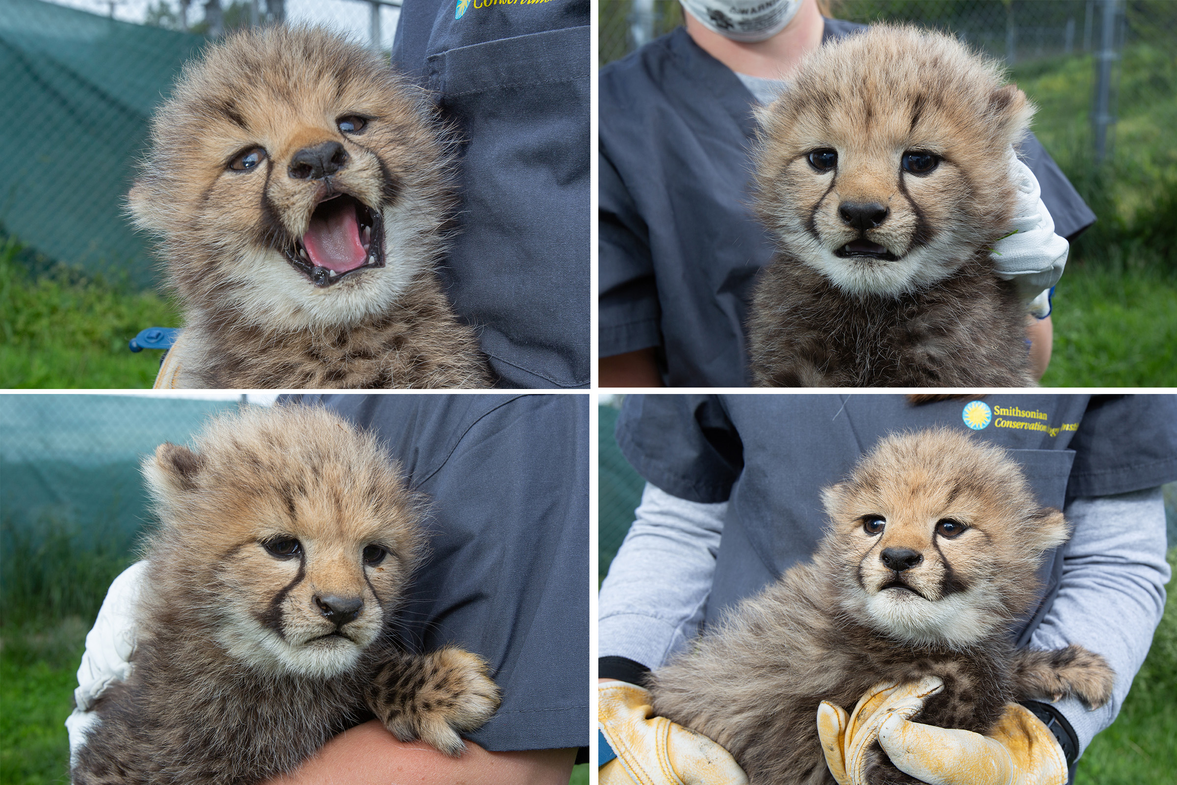 Cheetah cubs Hasani, Amabla, Erindi and Jabari at the Smithsonian Conservation Biology Institute. 