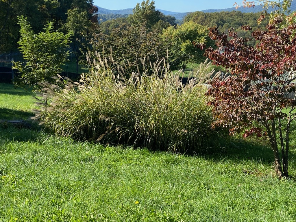 A sunny field with green grass and tall grasses