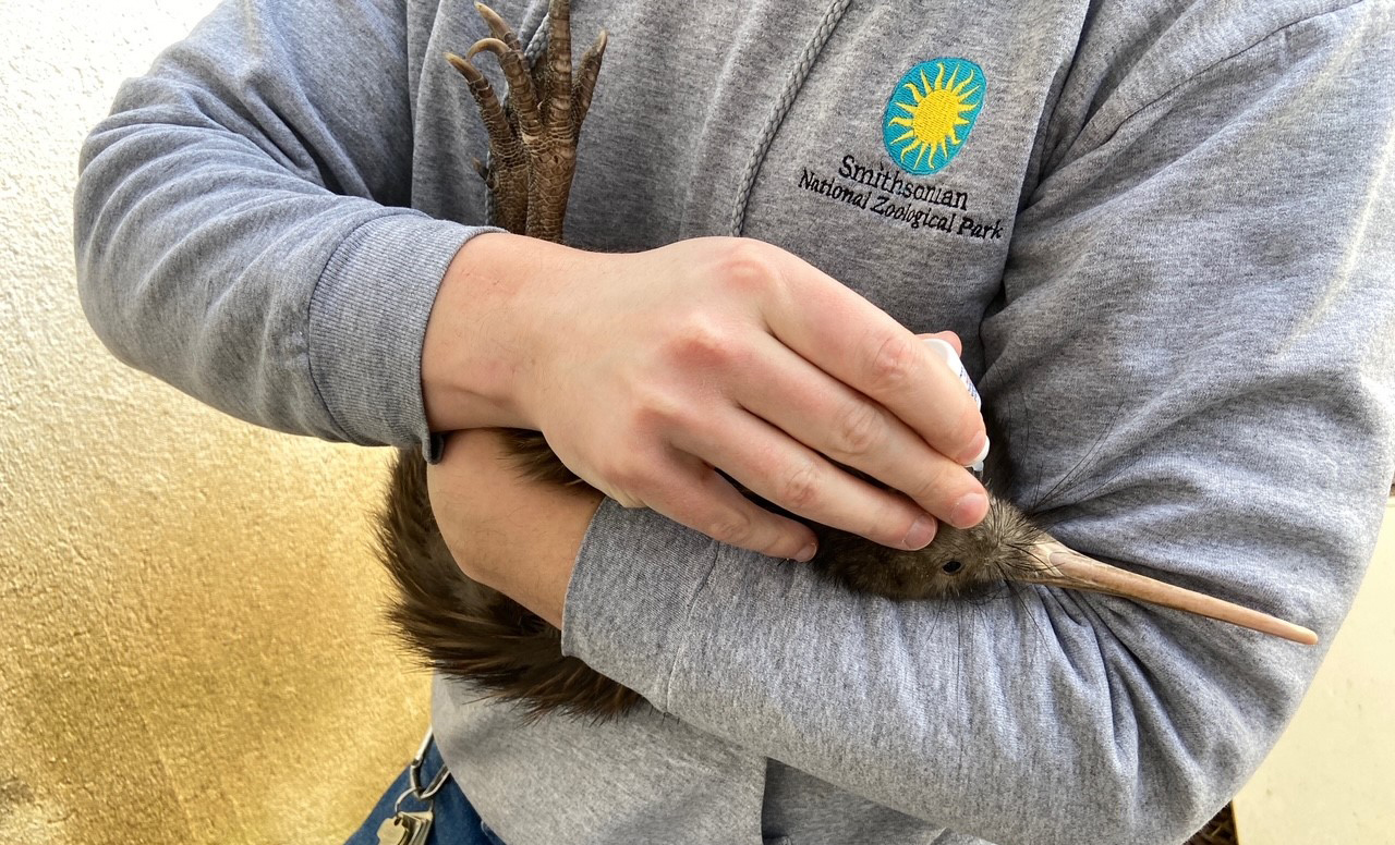 An animal keeper cradles a brown kiwi in his arms and administers eye drops.