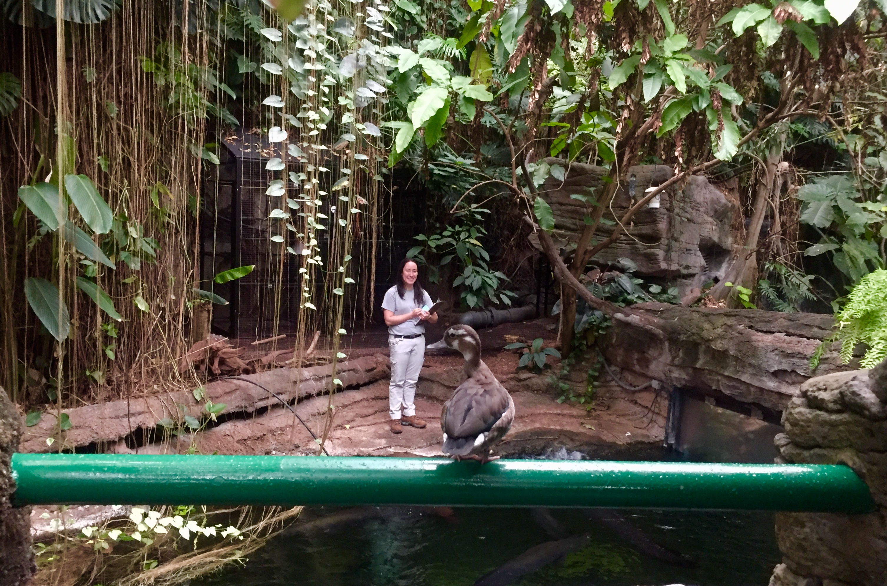 A female animal keeper holding a clipboard and looking at a duck