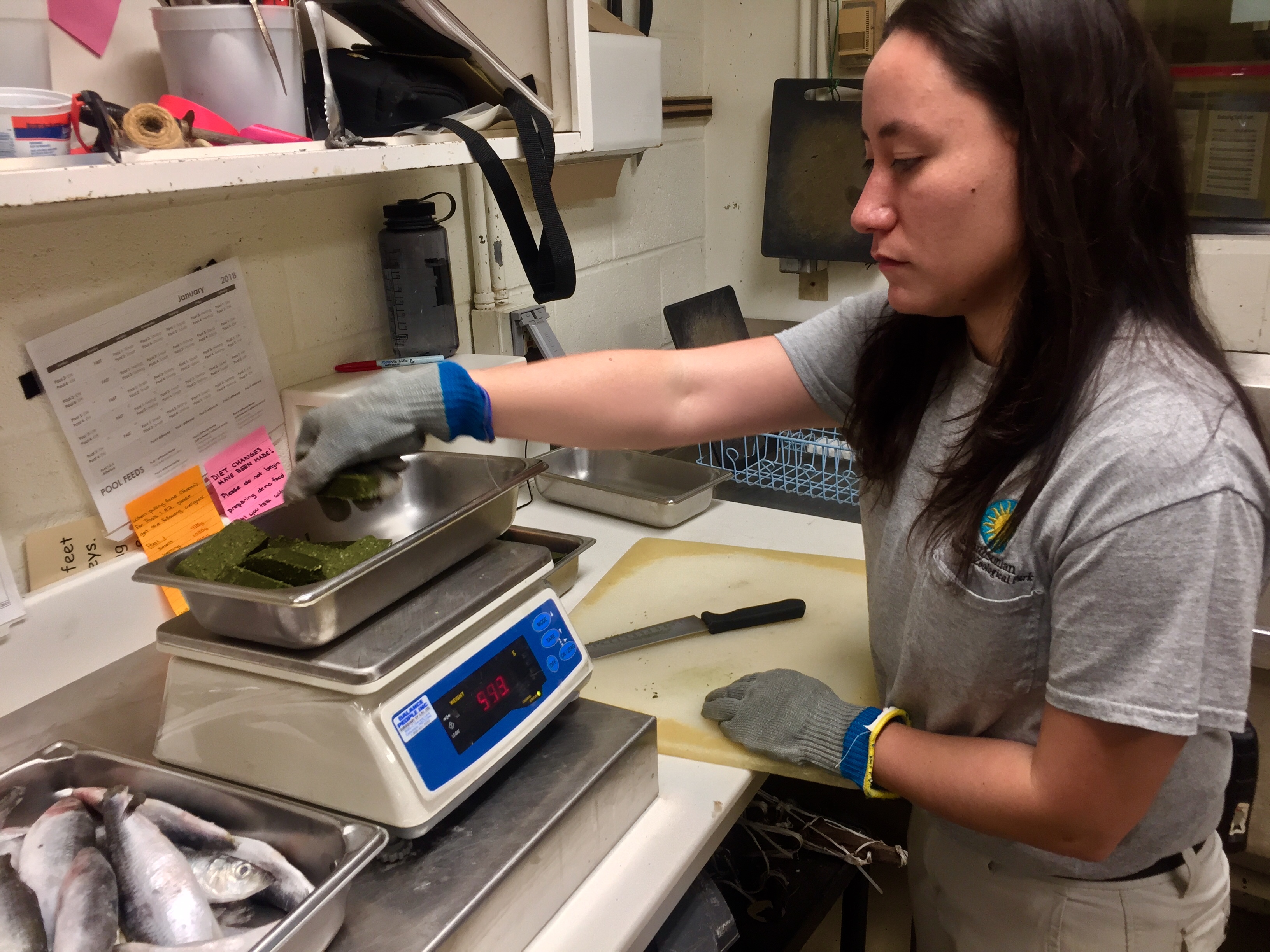 A female zookeeper weighs a metal tray of food