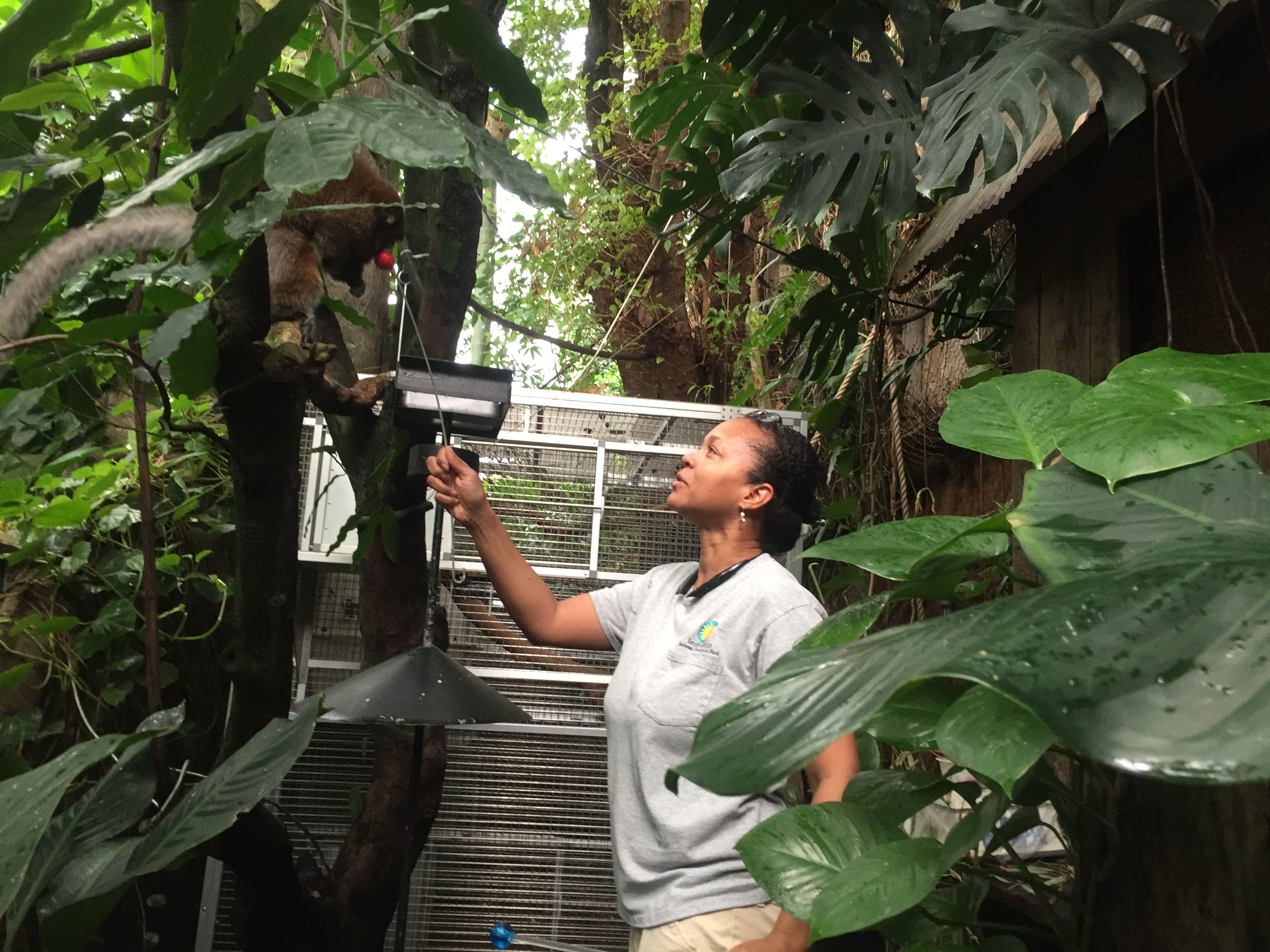 An Amazonia zookeeper feeds a monkey using a stick