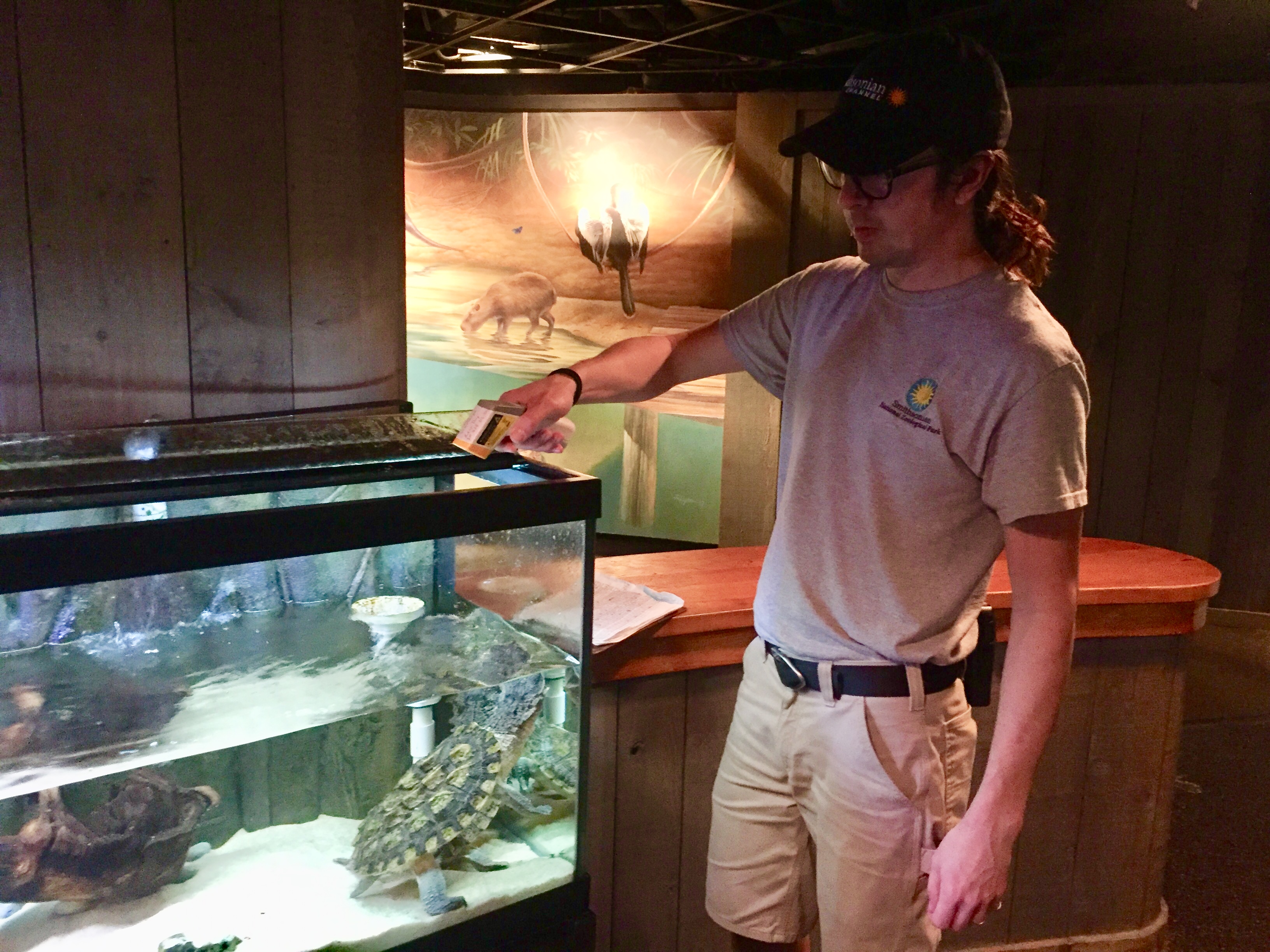 A zookeeper feeding a turtle