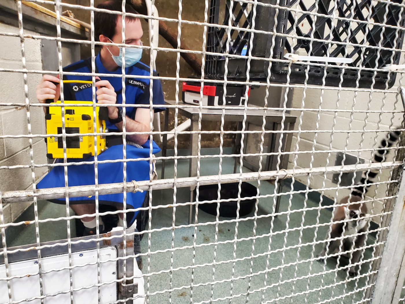 A vet tech awaits ring-tailed lemur Bowie to get into position for his radiograph. 