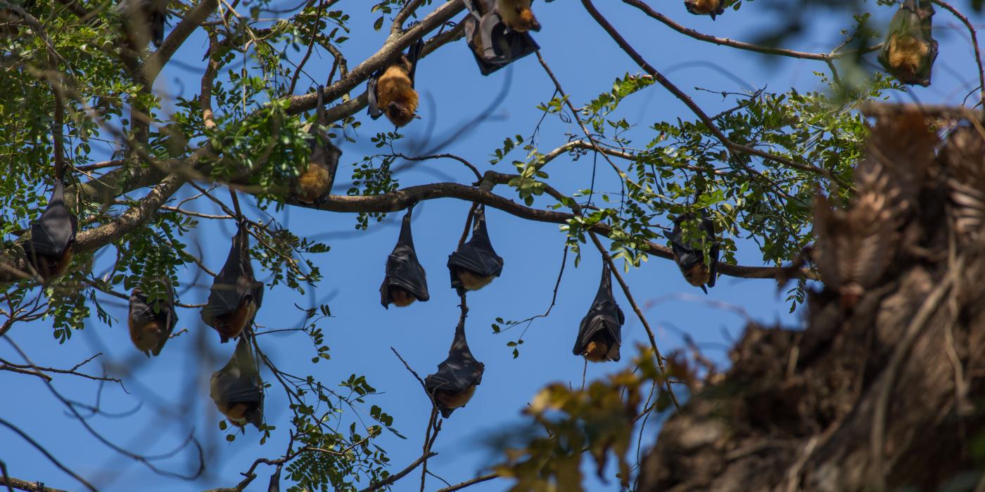 Flying foxes in Myanmar