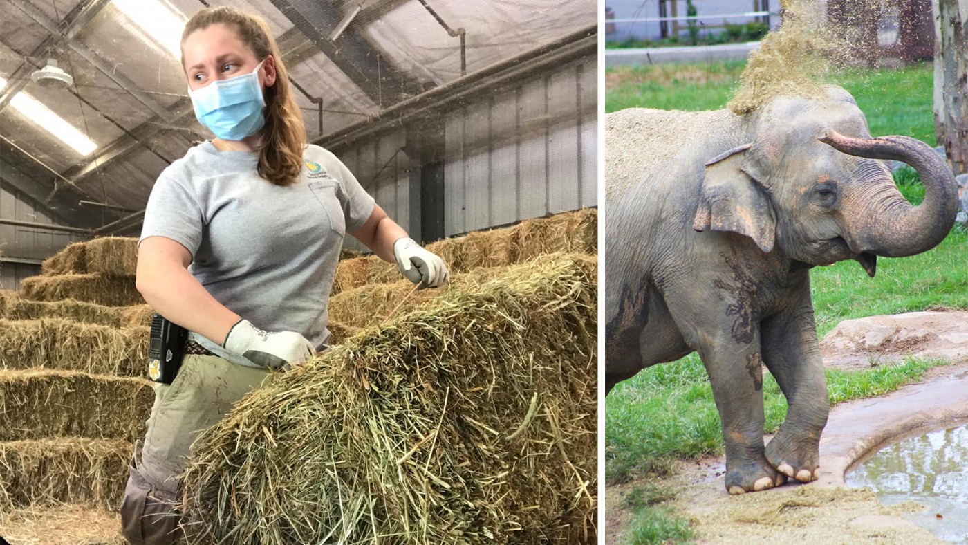 Commissary keeper Jen Rhodes loads up the food truck with orchard grass hay for the Zoo's herbivores.