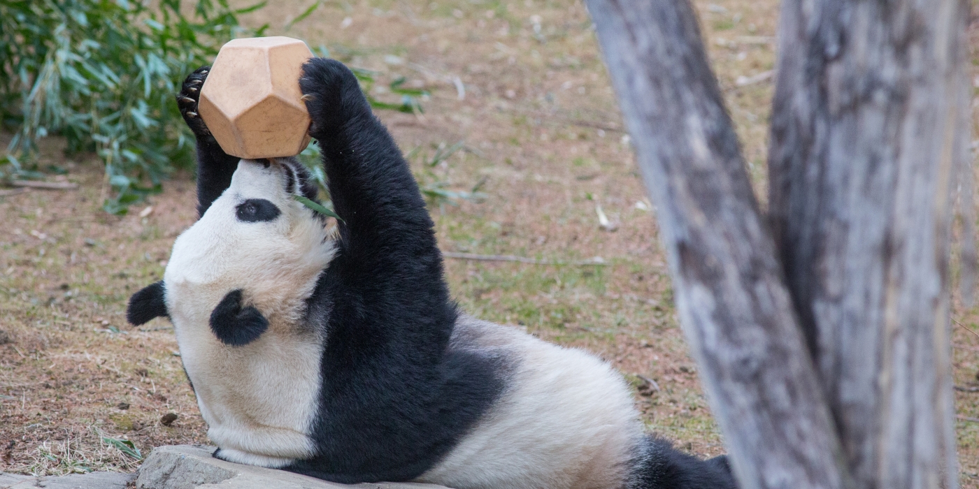 Mei Xiang Nose-It Feeder