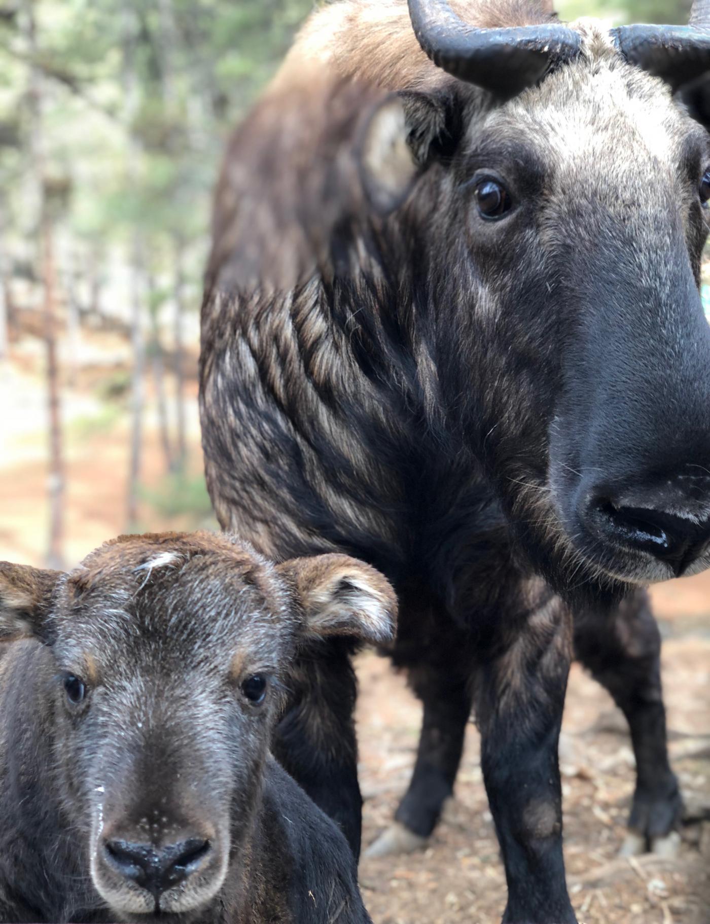 Takin are the national animal of Bhutan. 