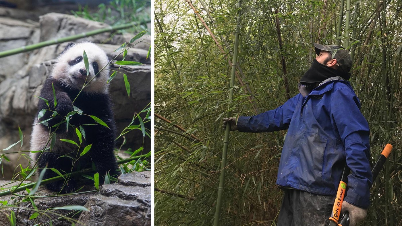 Commissary keeper Michael Kirby assesses a bamboo stand to determine which culms to cut.