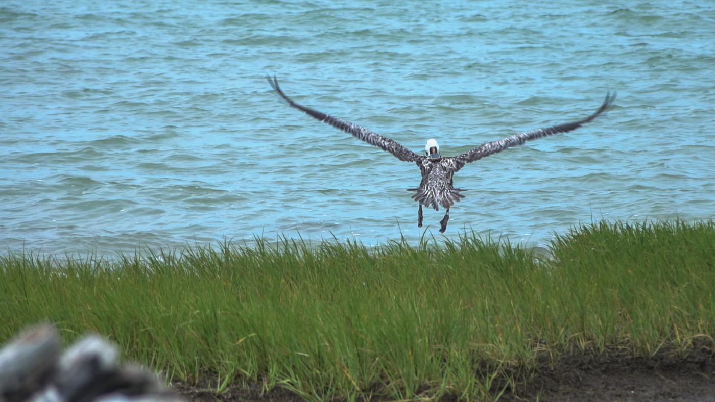 Pelican flying with GPS tag. 