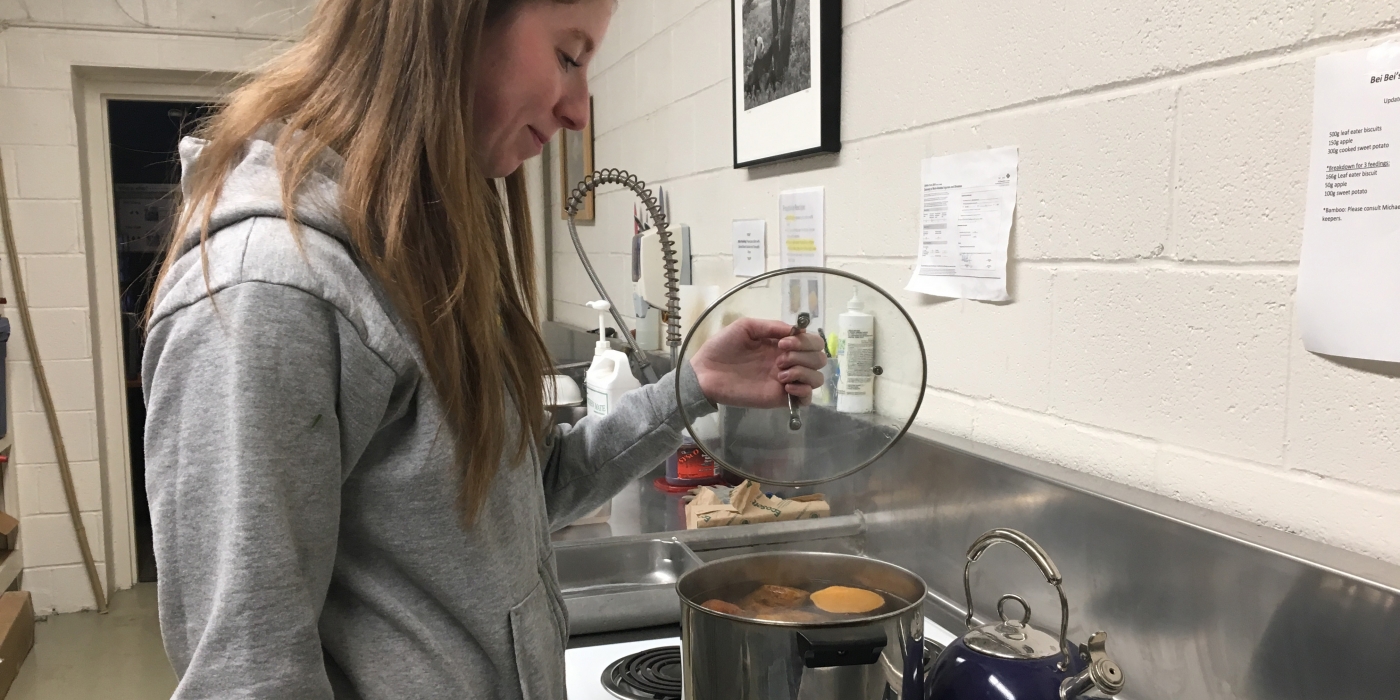 Cooking sweet potatoes for giant pandas