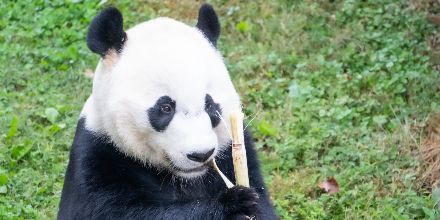 Bei Bei eating sugar cane