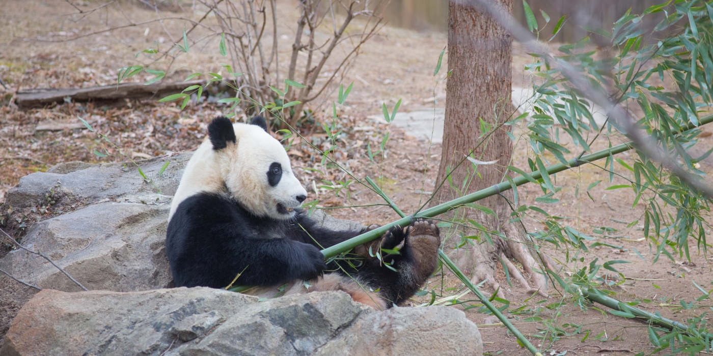 Bei Bei with Bamboo