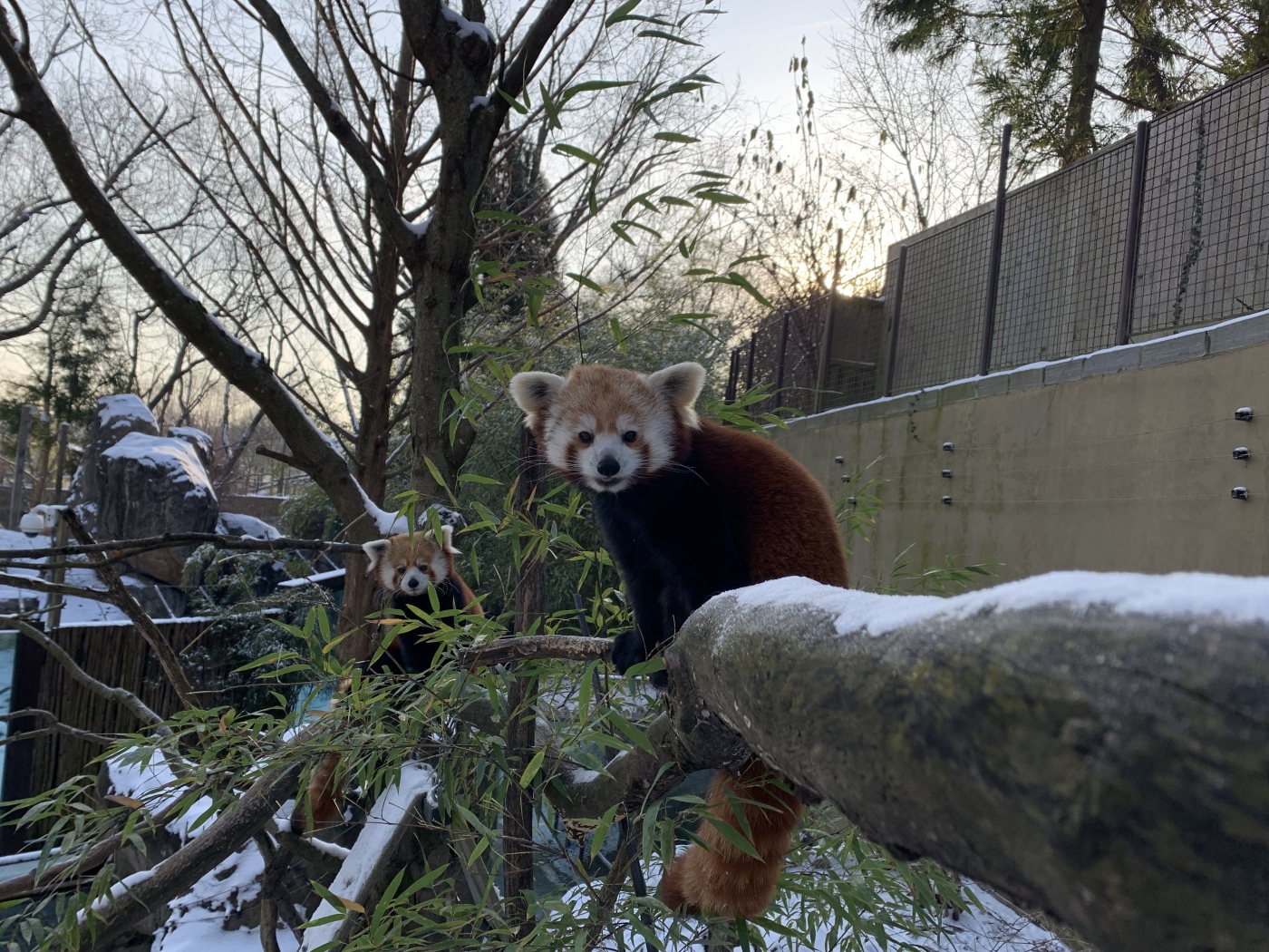 Red pandas Asa and Jackie