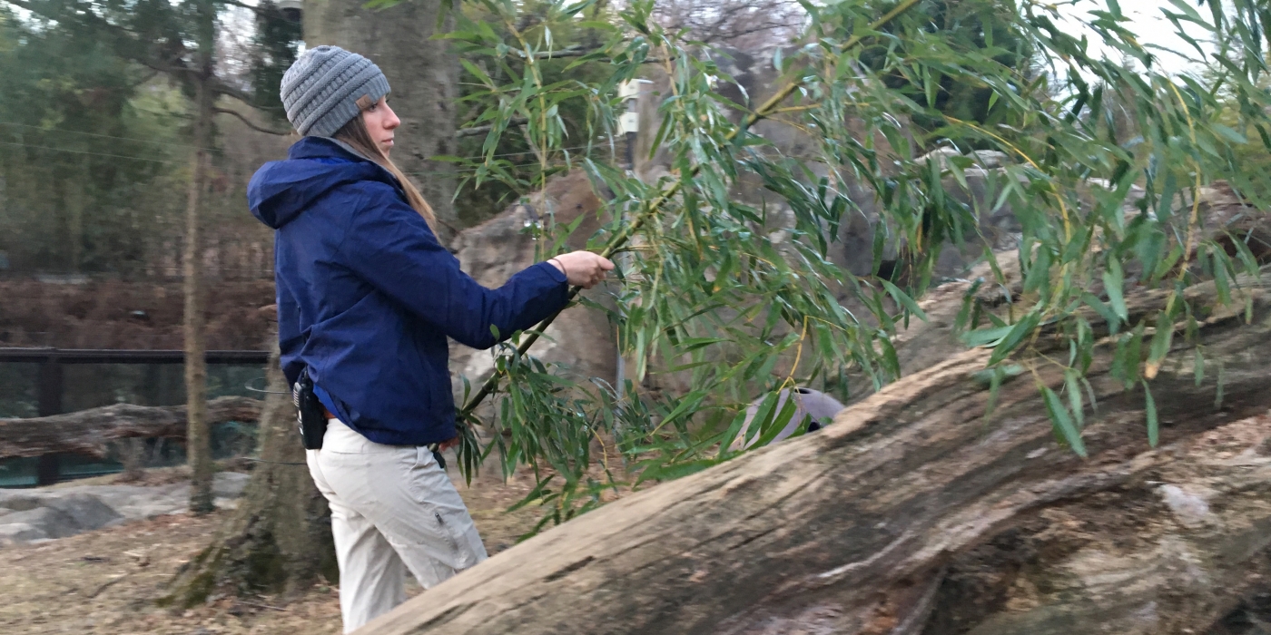 Panda yard clean-up