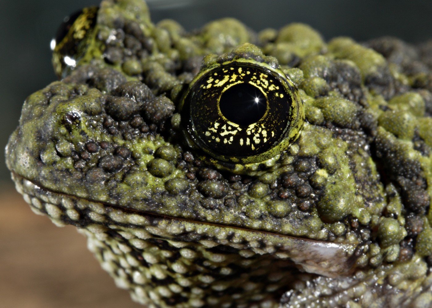 Vietnamese mossy frog face close-up