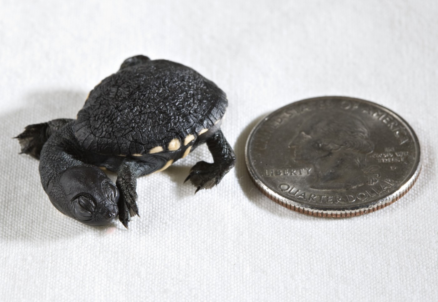 Australian snake-necked turtle hatchling next to a quarter. 