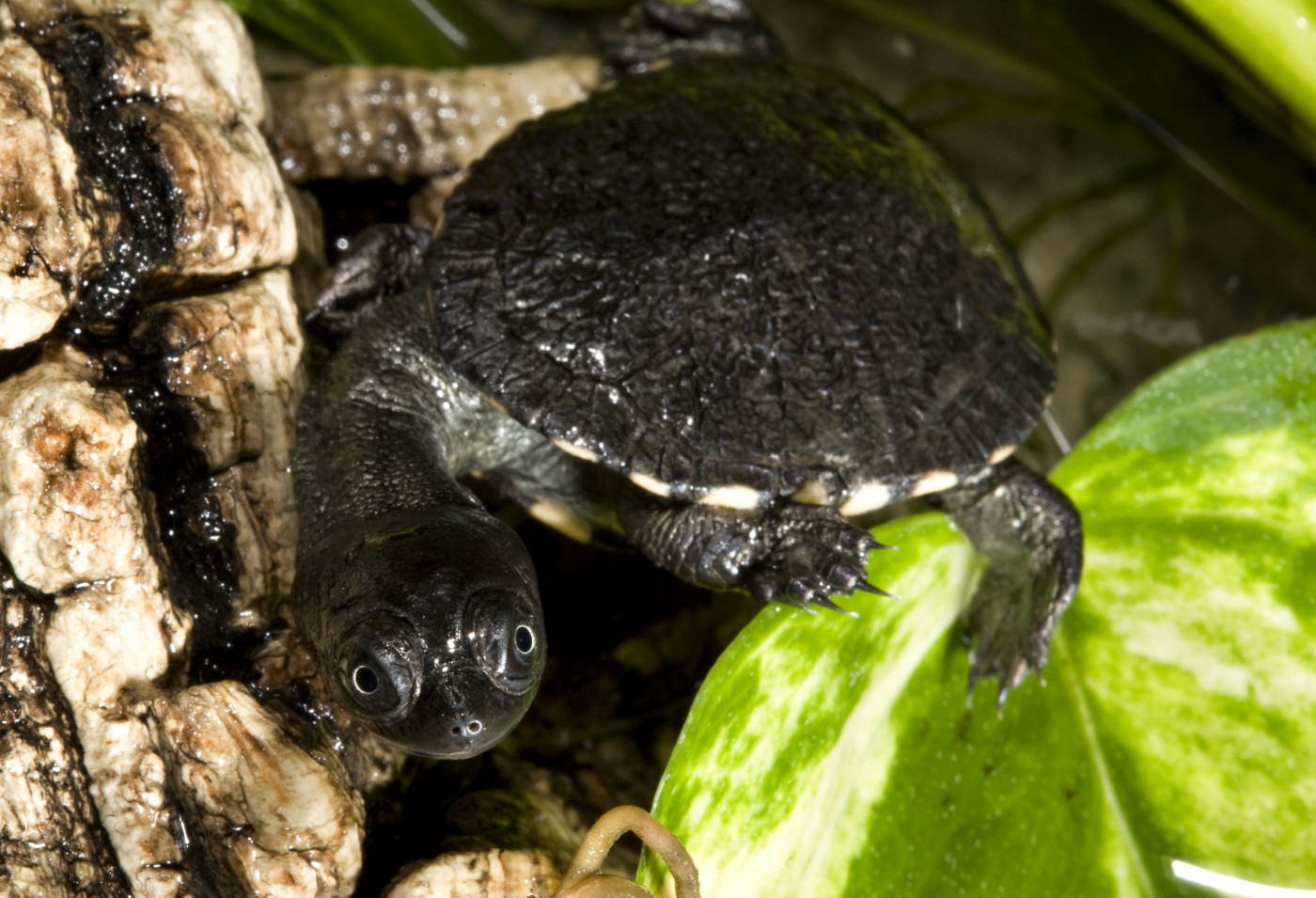 Snake-necked turtle hatchling on a leaf.