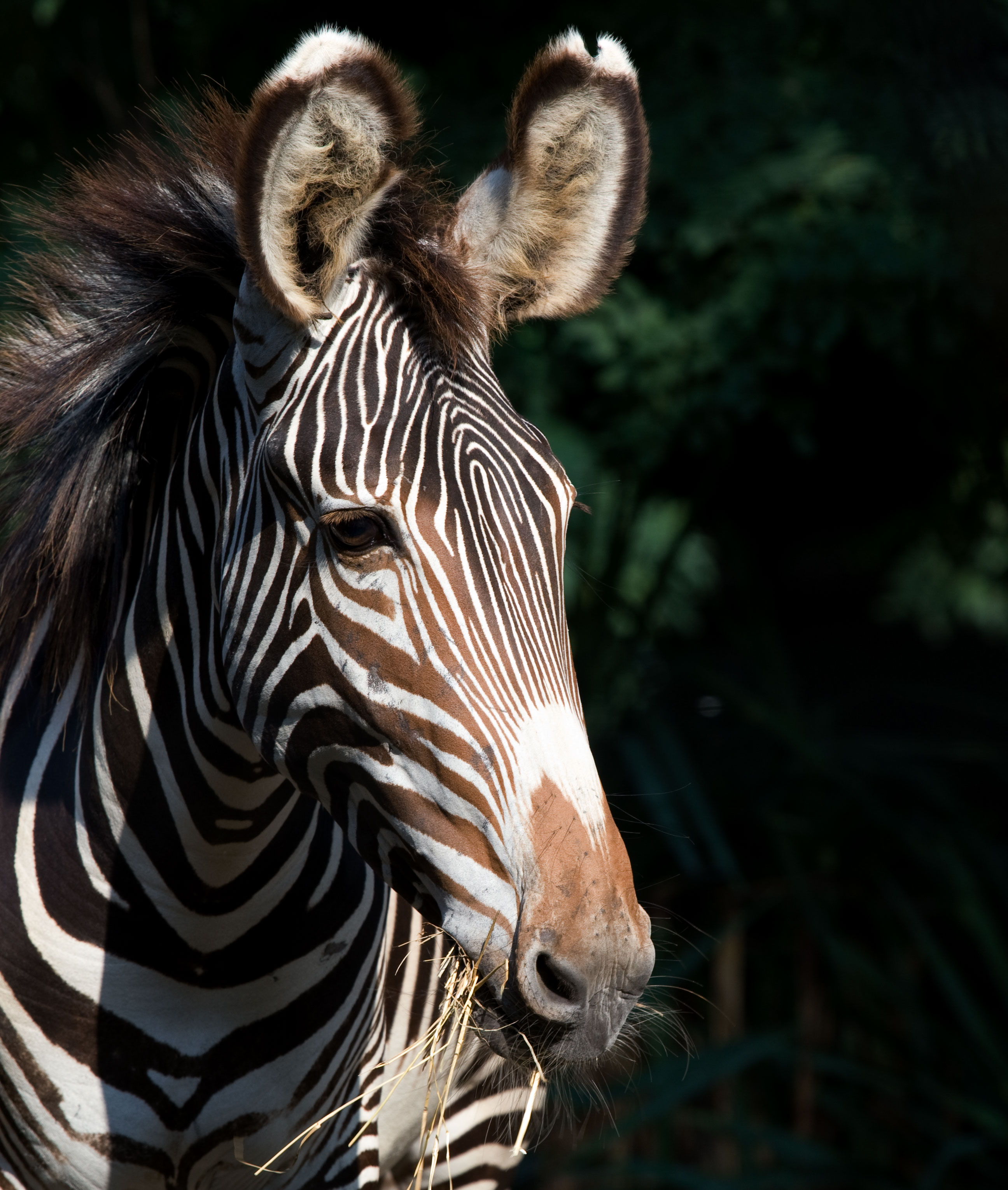 A hoofed animal, called a Grevy's zebra, with black and white stripes, slender legs, large ears, a thick mane and a long tail is eating hay