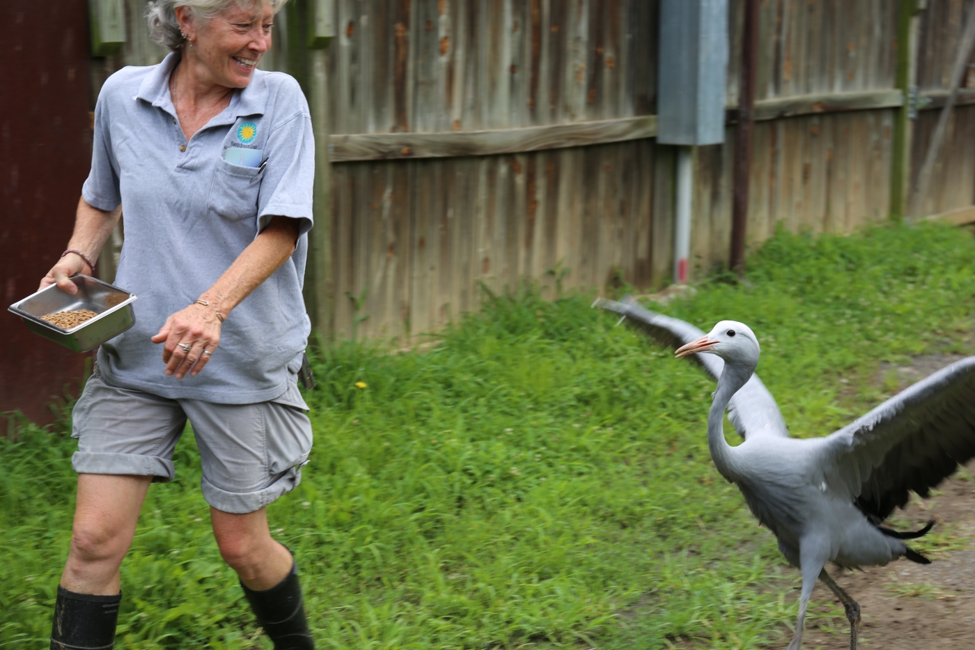 Bird House keeper Debi Talbott, who helped raise Alice, dances with her. Alice's version of "dancing" is jumping up and down and flapping her wings. 