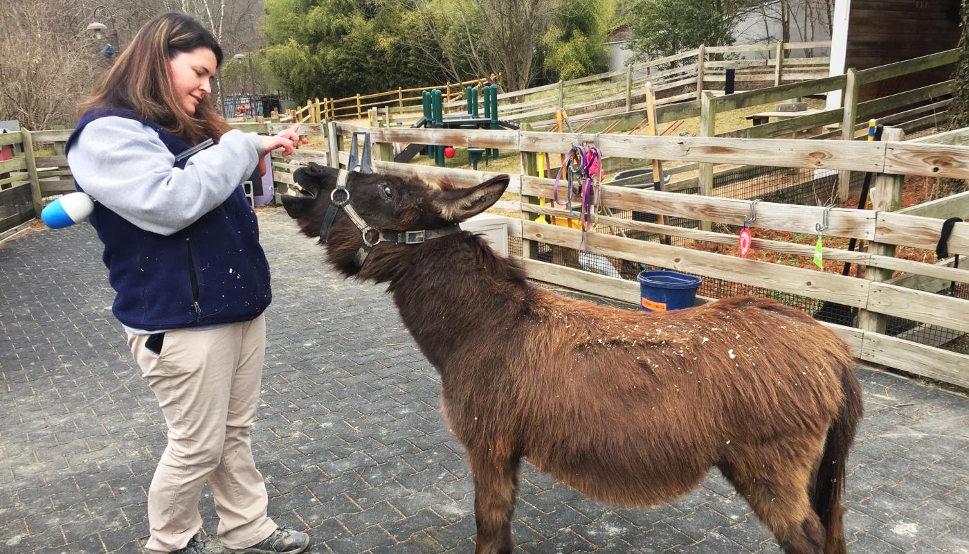 Keeper Nikki Maticic trains miniature donkey Pat to open his mouth so she can examine his teeth.