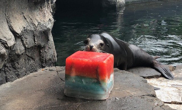 Sea lion rainbow-themed enrichment. 