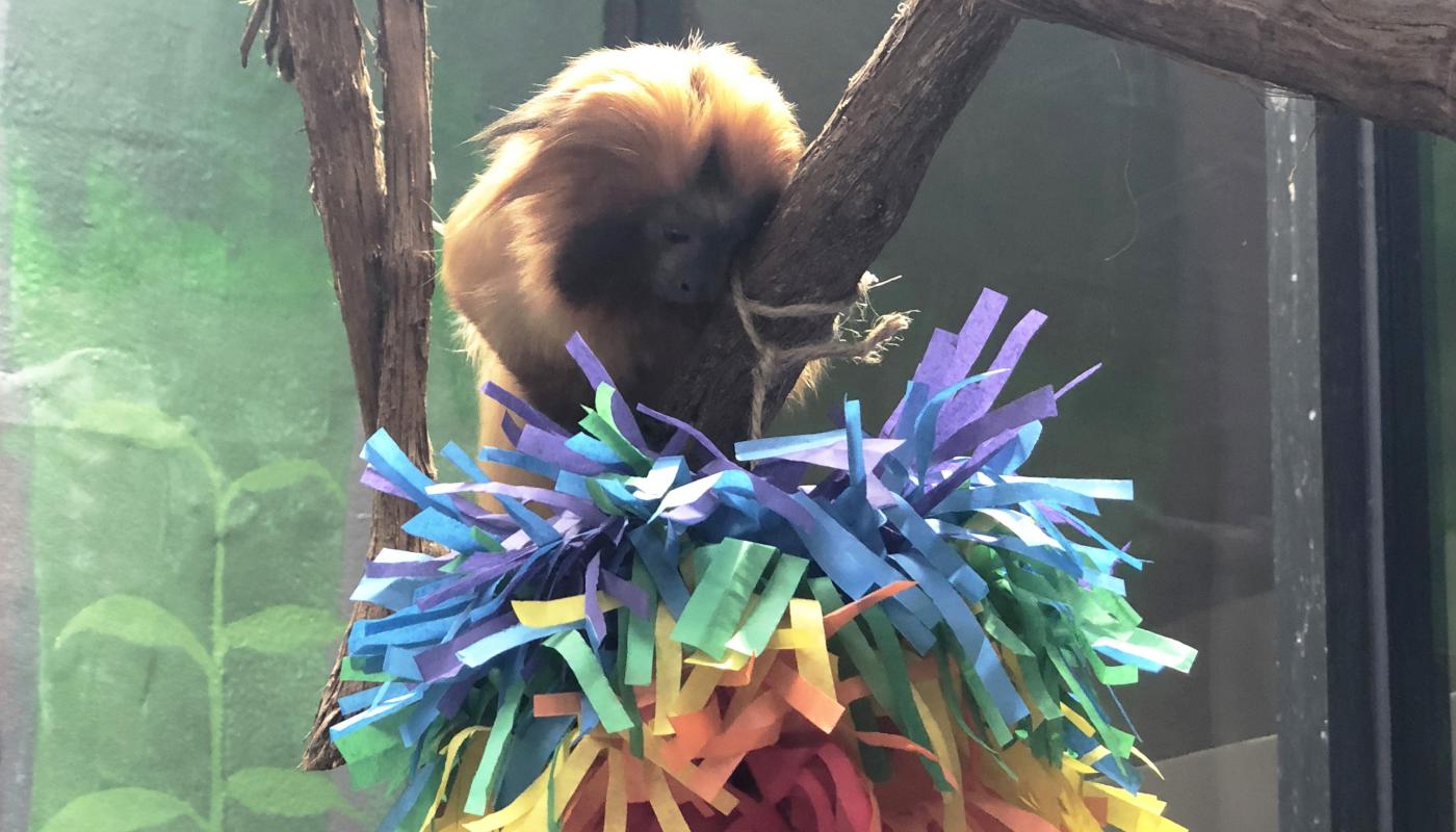 Golden lion tamarin with rainbow pompom enrichment. 