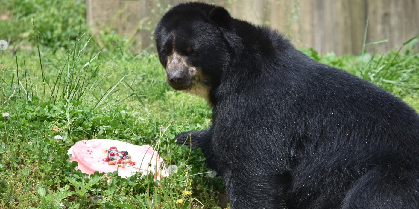 Andean bear Quito enjoys a rainbow-themed ice treat. 