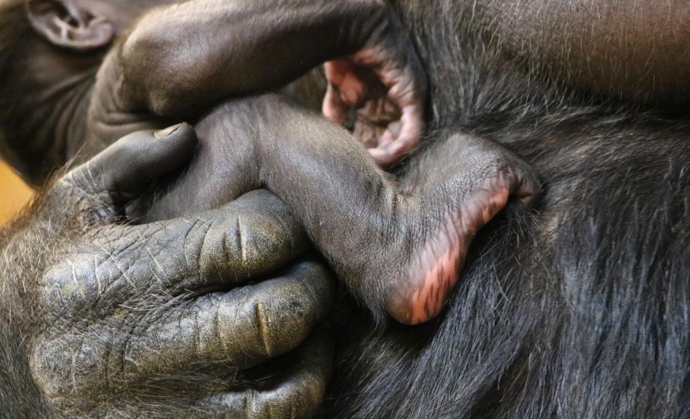 Western lowland gorilla Moke's foot.