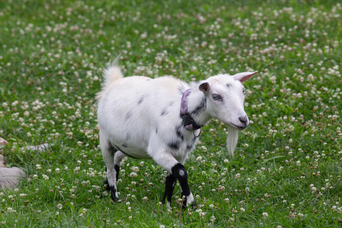 A small goat wearing a collar walks through a grassy yard at the Kids' Farm exhibit