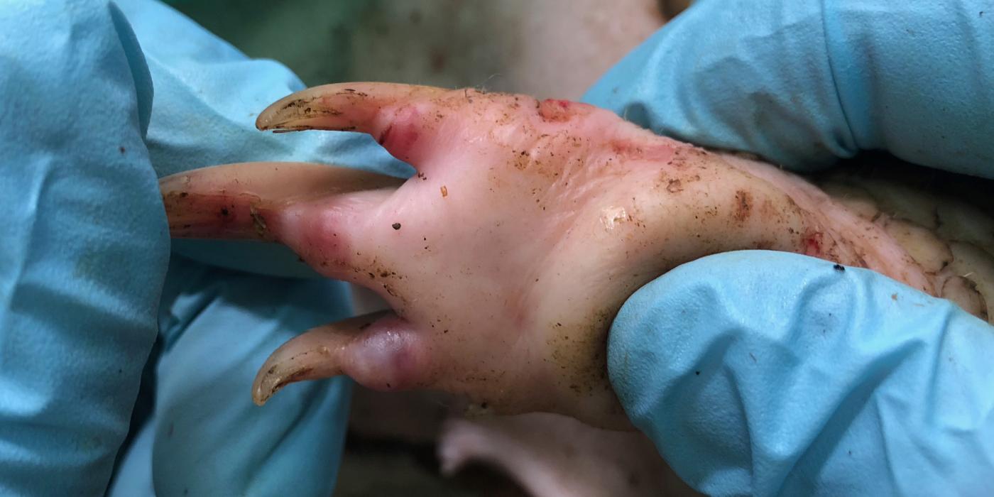 Pangolin Foot