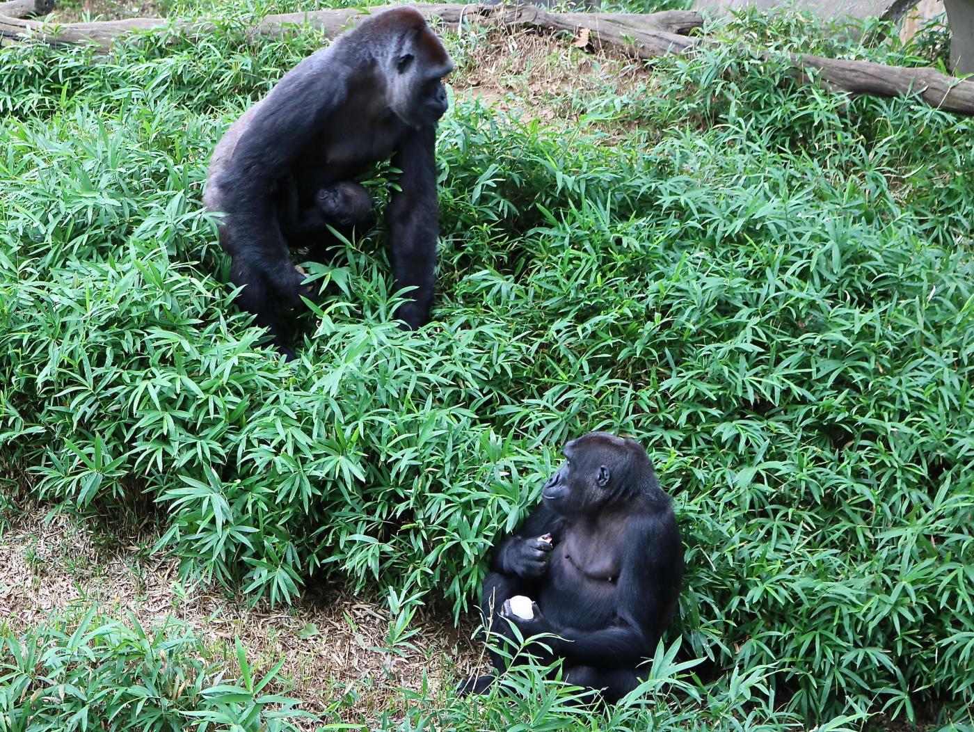 Calaya, Moke and Kibibi