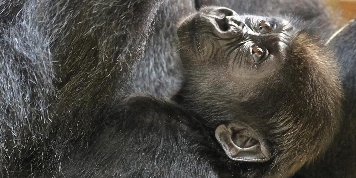 Western lowland gorilla Moke brown hair. 