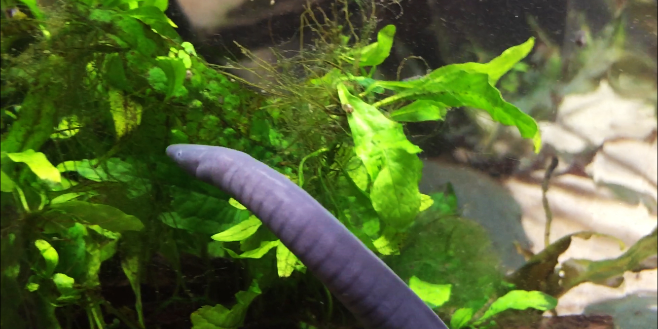 Aquatic caecilian