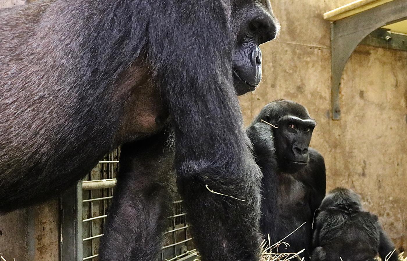 Calaya, Kibibi and 18-month-old Moke