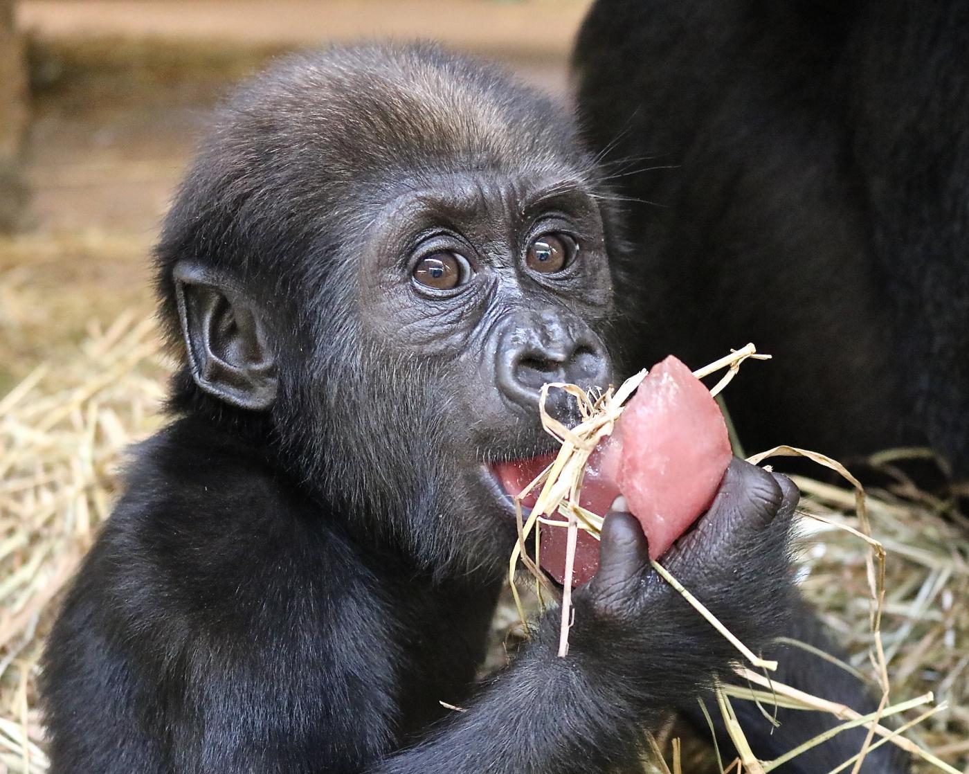 Western lowland gorilla Moke samples some of his mom's birthday treats. 