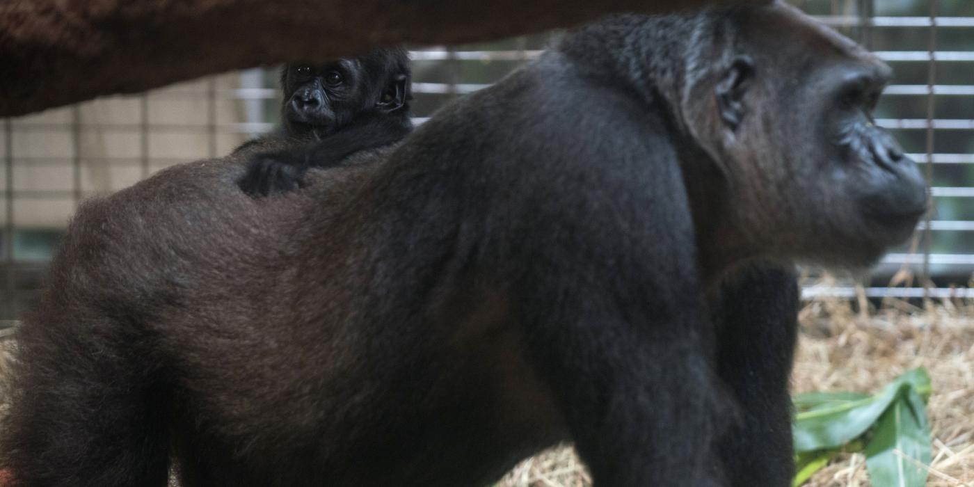 5-month-old Moke riding on calaya's back