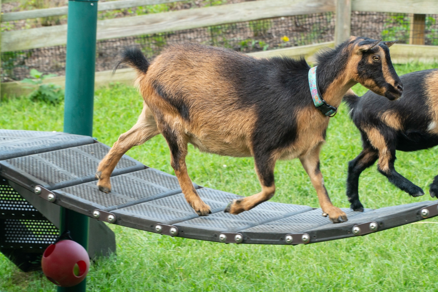 A large goat and a smaller goat walk across a bridge in their grassy, outdoor yard at the Kids' Farm exhibit