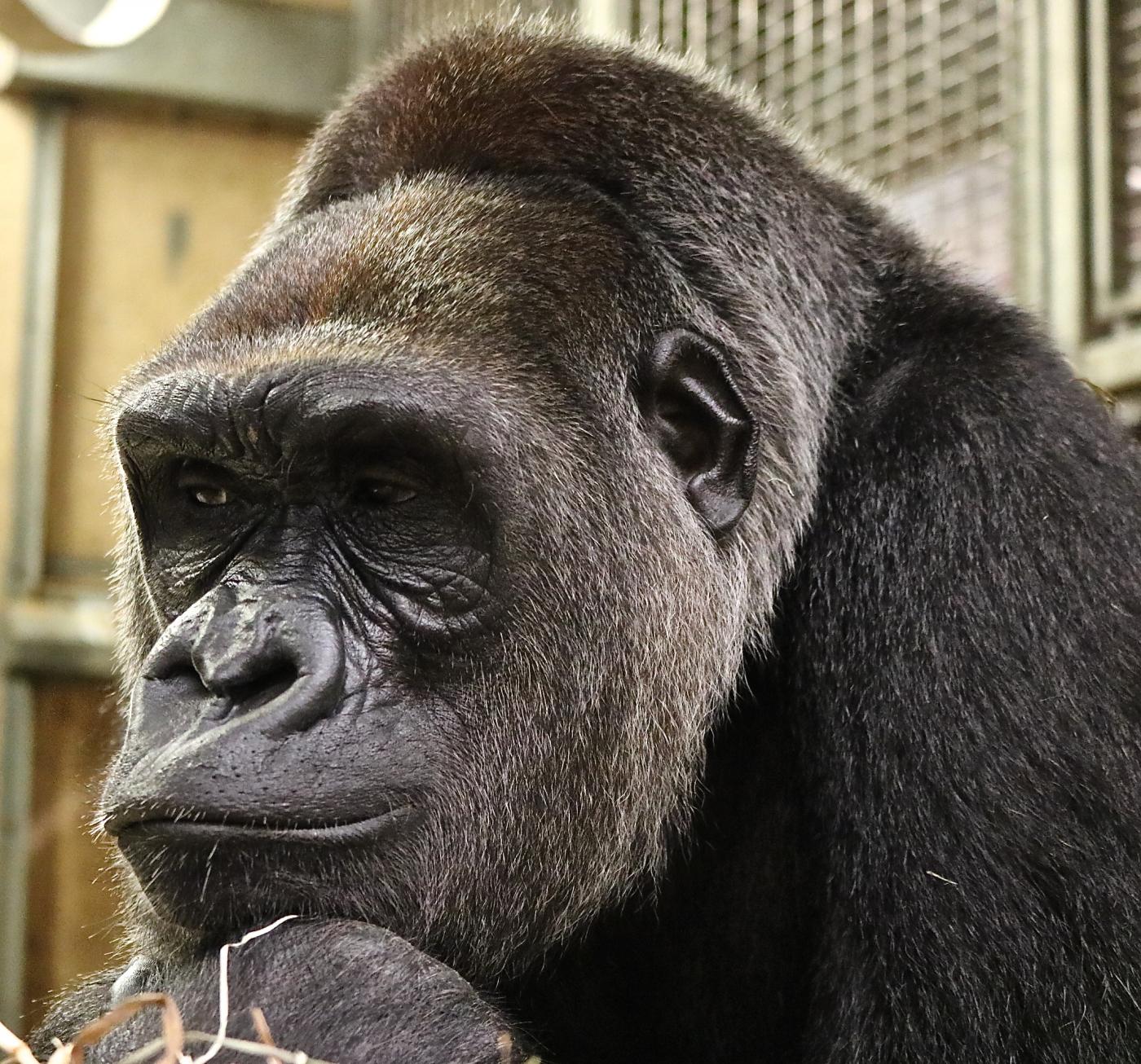 Western lowland gorilla Calaya